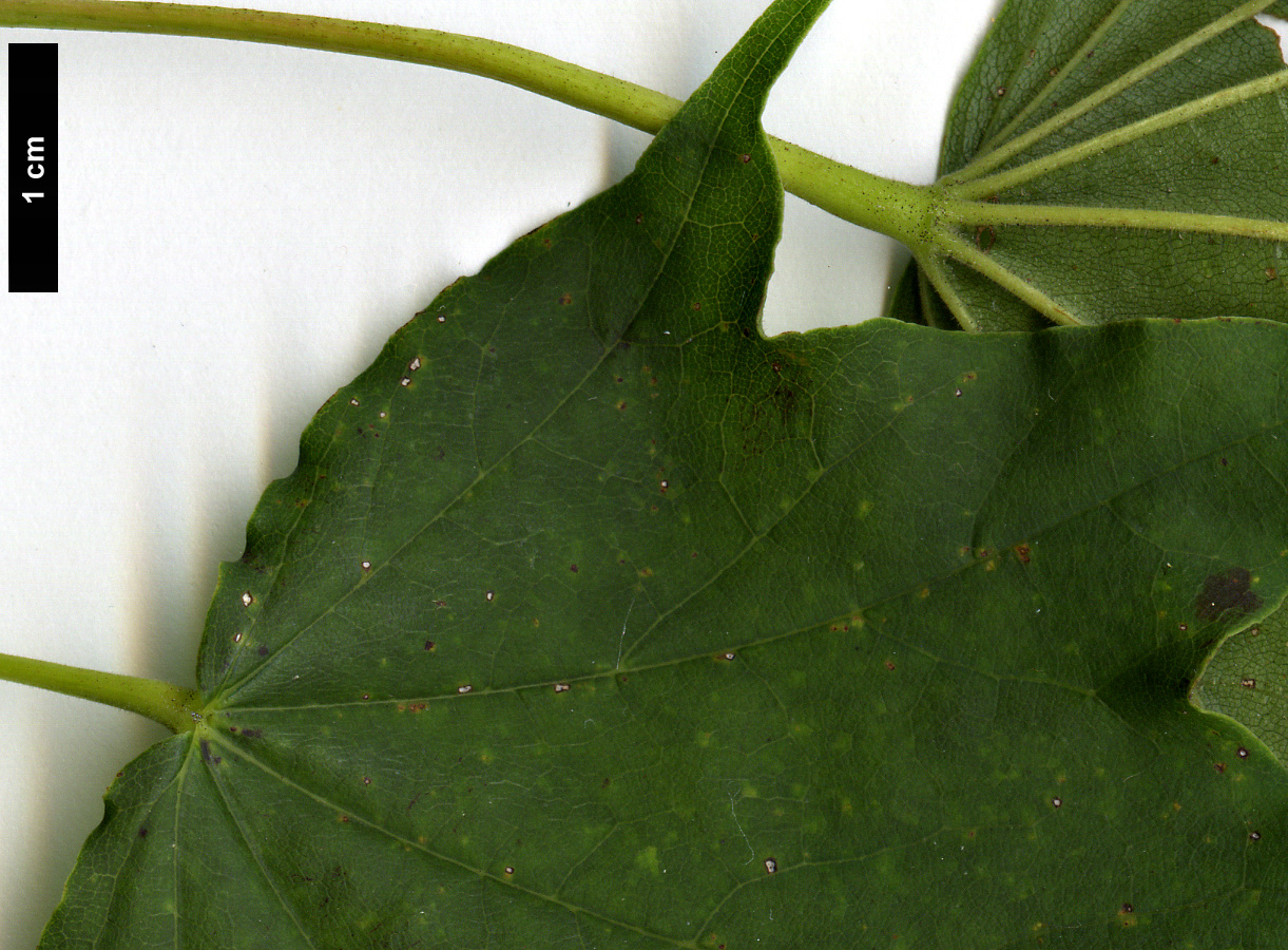 High resolution image: Family: Sapindaceae - Genus: Acer - Taxon: pictum - SpeciesSub: f. ambiguum